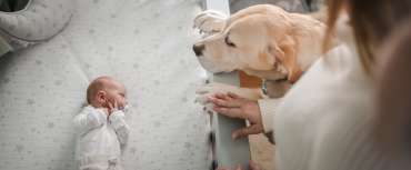 Qeni dhe foshnja e sapolindur